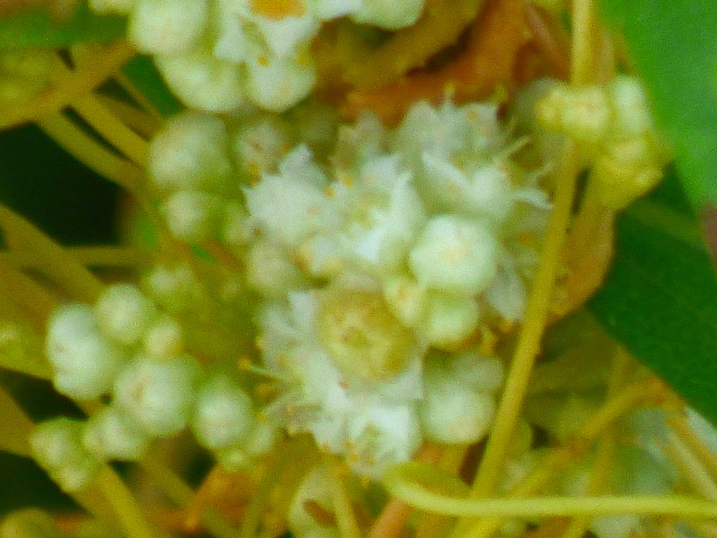 アメリカネナシカズラの花