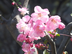 団地の庭の花海棠