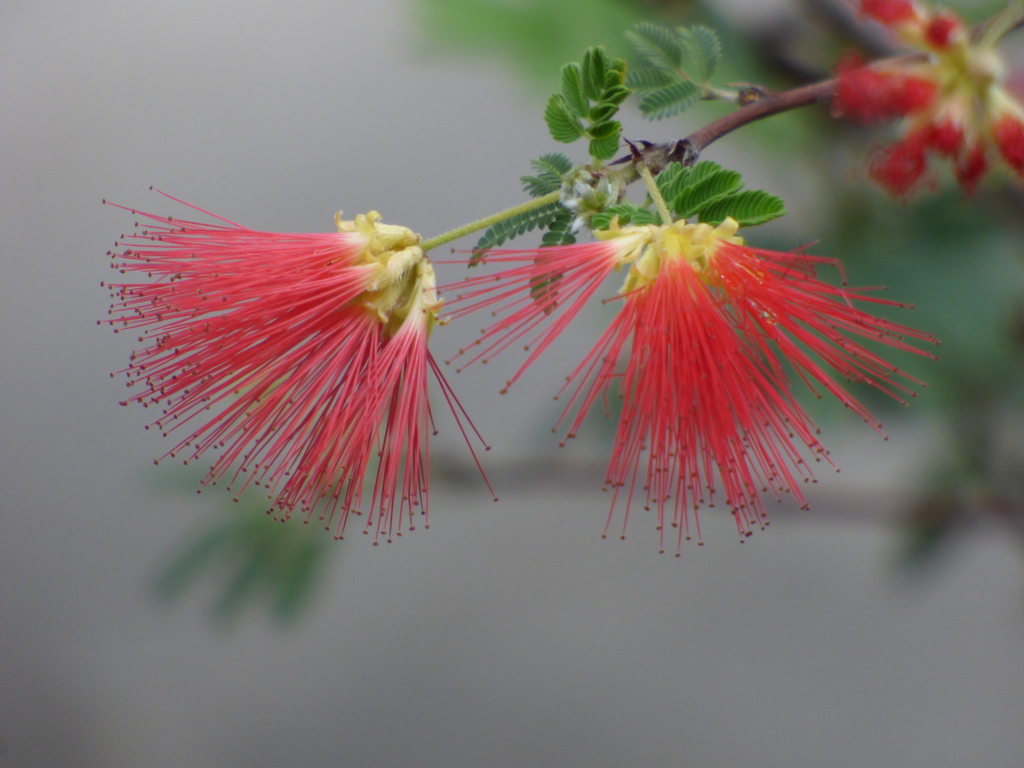 紅合歓（べニゴウカン、べニネムとも）