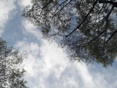 隅田川テラスの欅の上の春雲