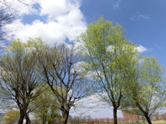 尾久の原公園の白柳の芽吹きと青空の白雲