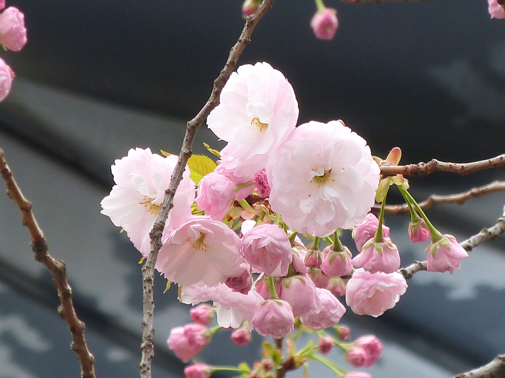 上野国立科博のクジラの像のの八重のピンク、一葉桜