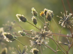 夕日とこせんだん