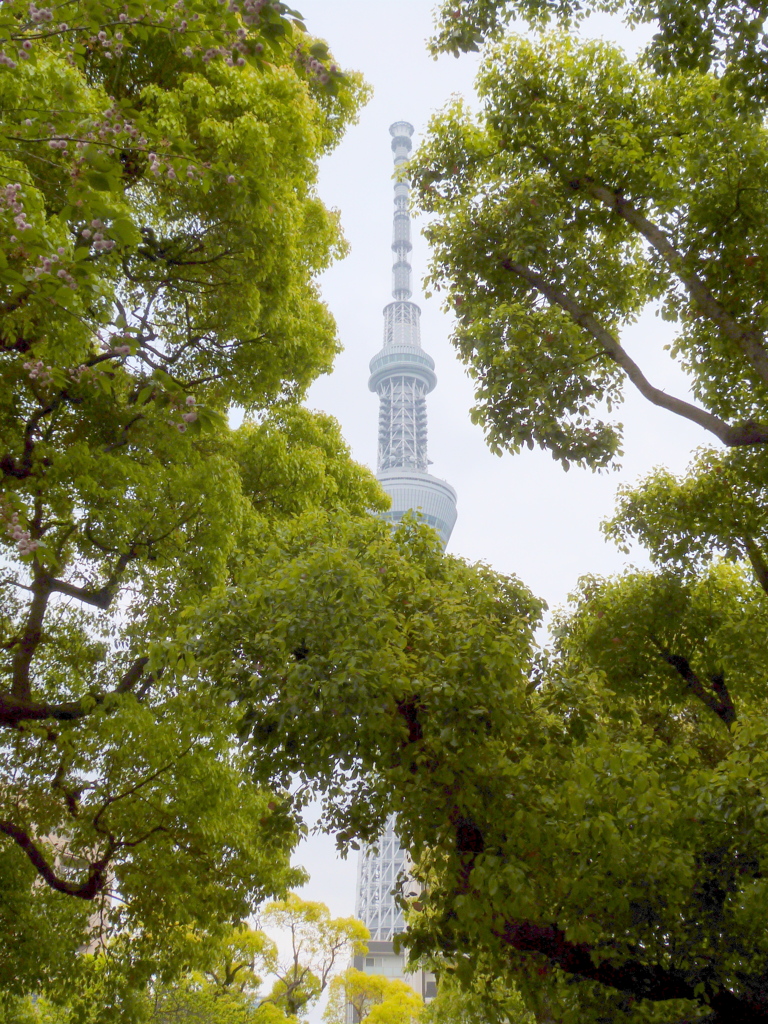 隅田公園の樟ごしに東京スカイツリー