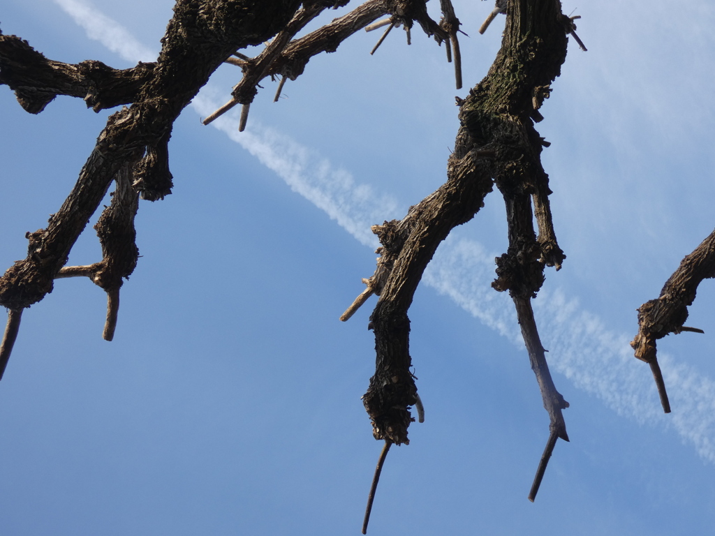 谷中の朝倉彫塑館の近くのアカメガシワの木の上空の飛行機雲