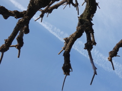 谷中の朝倉彫塑館の近くのアカメガシワの木の上空の飛行機雲