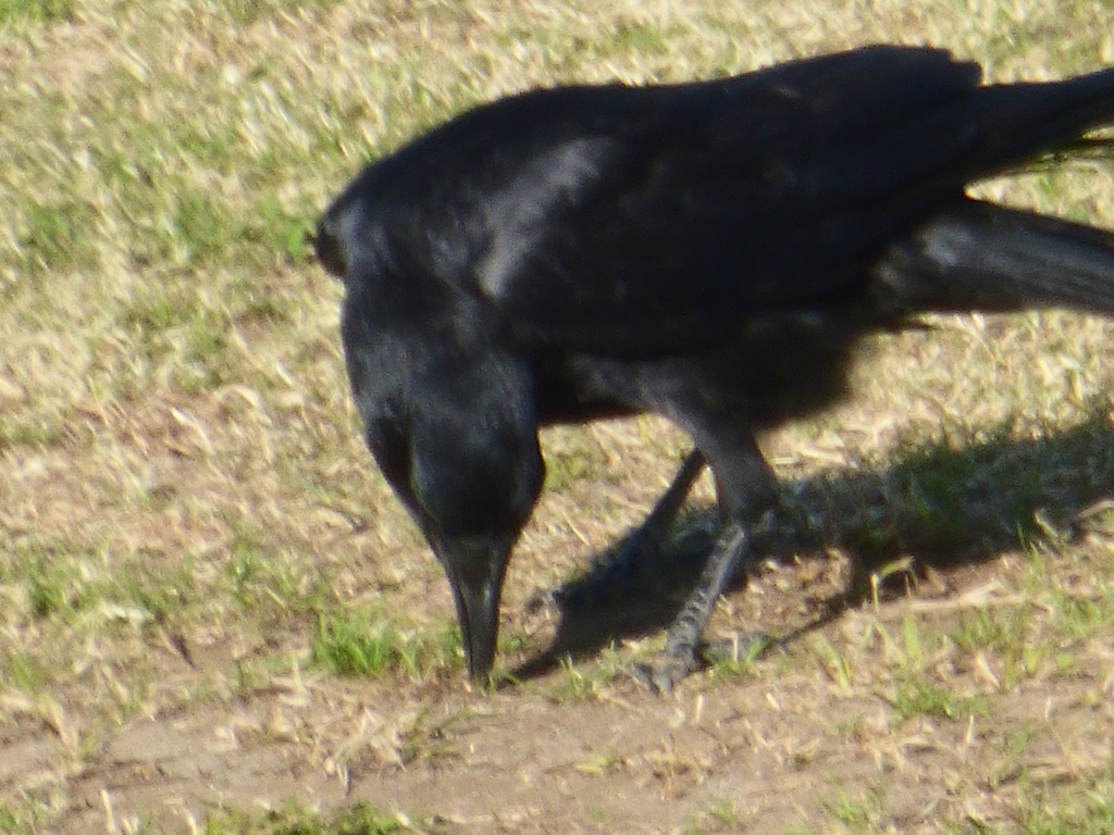 ハシブトガラスの落ち穂拾い