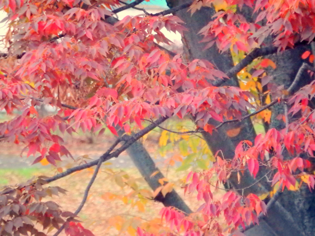 隅田川沿いの公園の秋の木々の演出１
