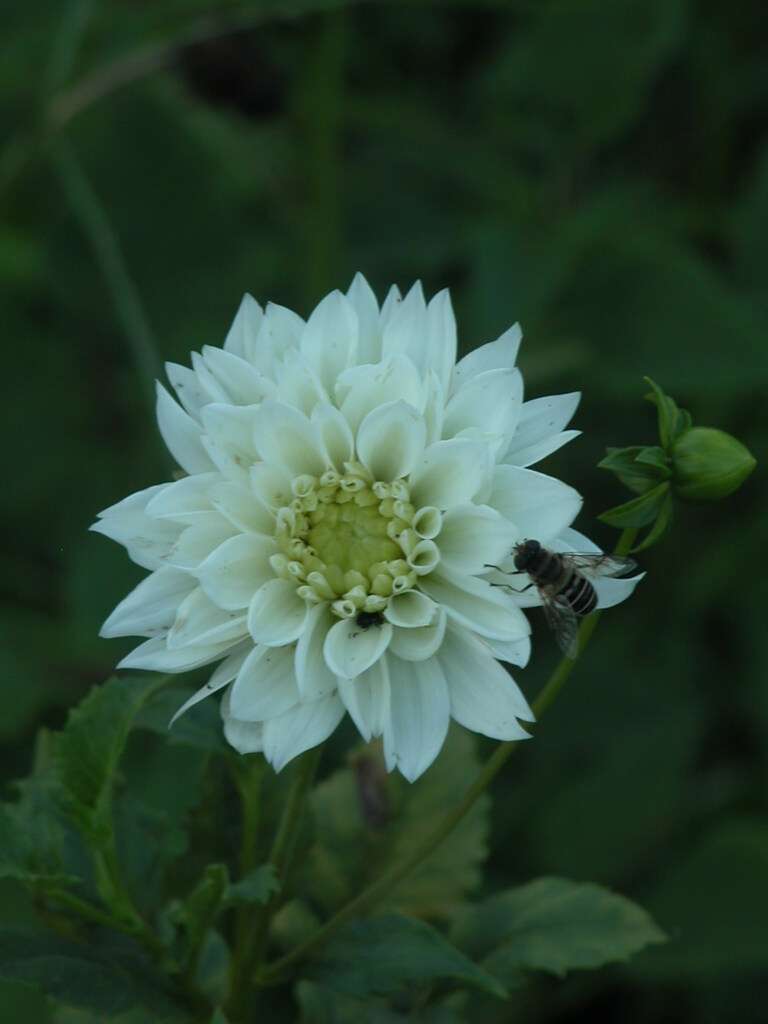 白いダリア