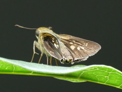 金木犀の葉っぱのチャバネセセリ