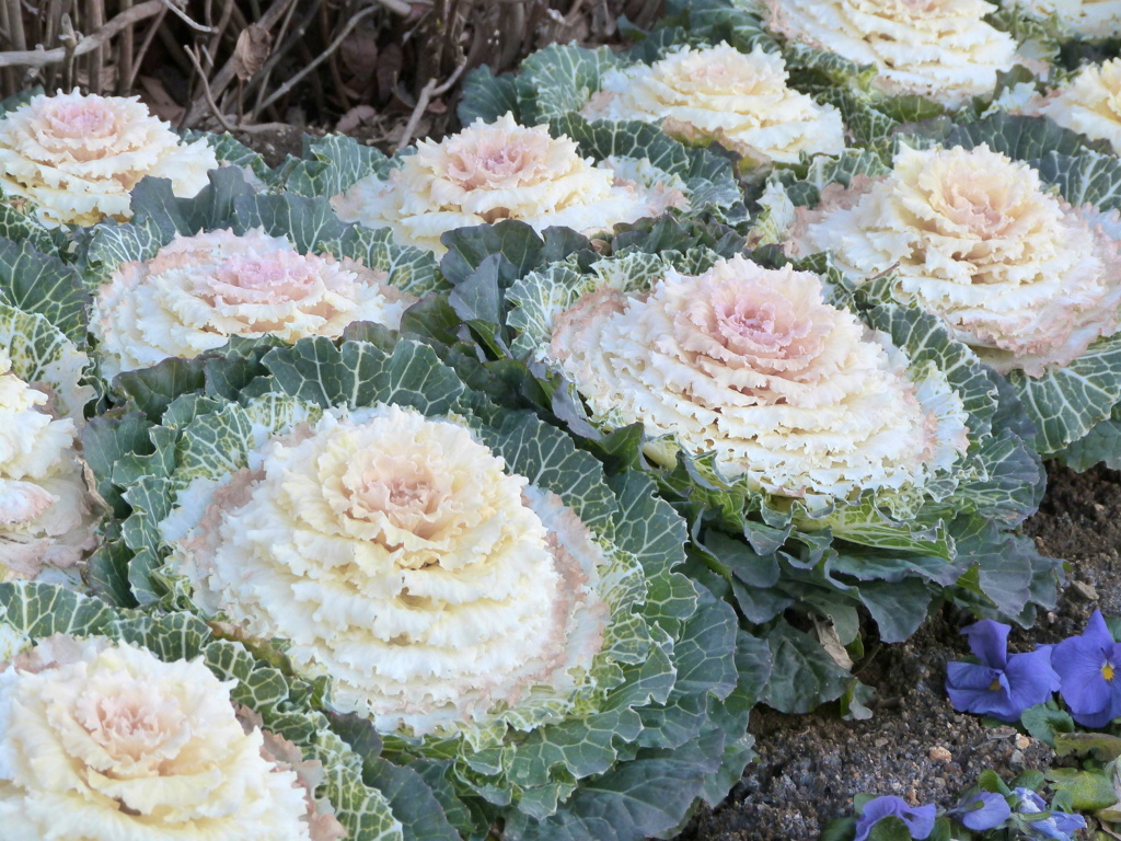 花壇の白っぽい葉ボタン