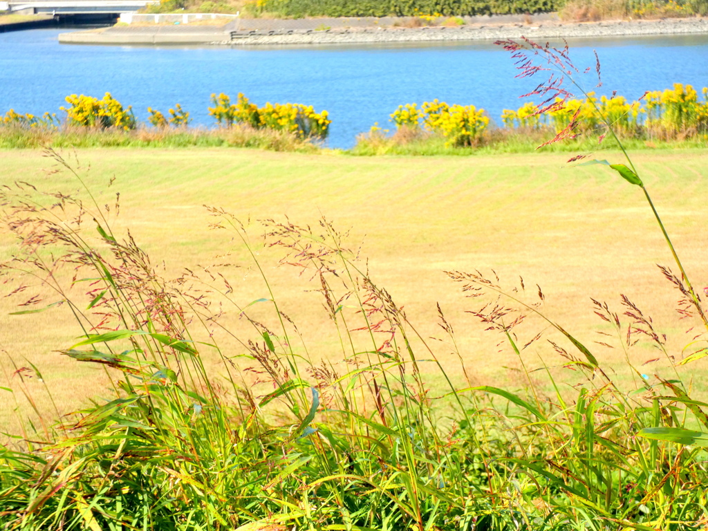 荒川の河原の少しコラージュ風景