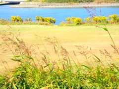 荒川の河原の少しコラージュ風景