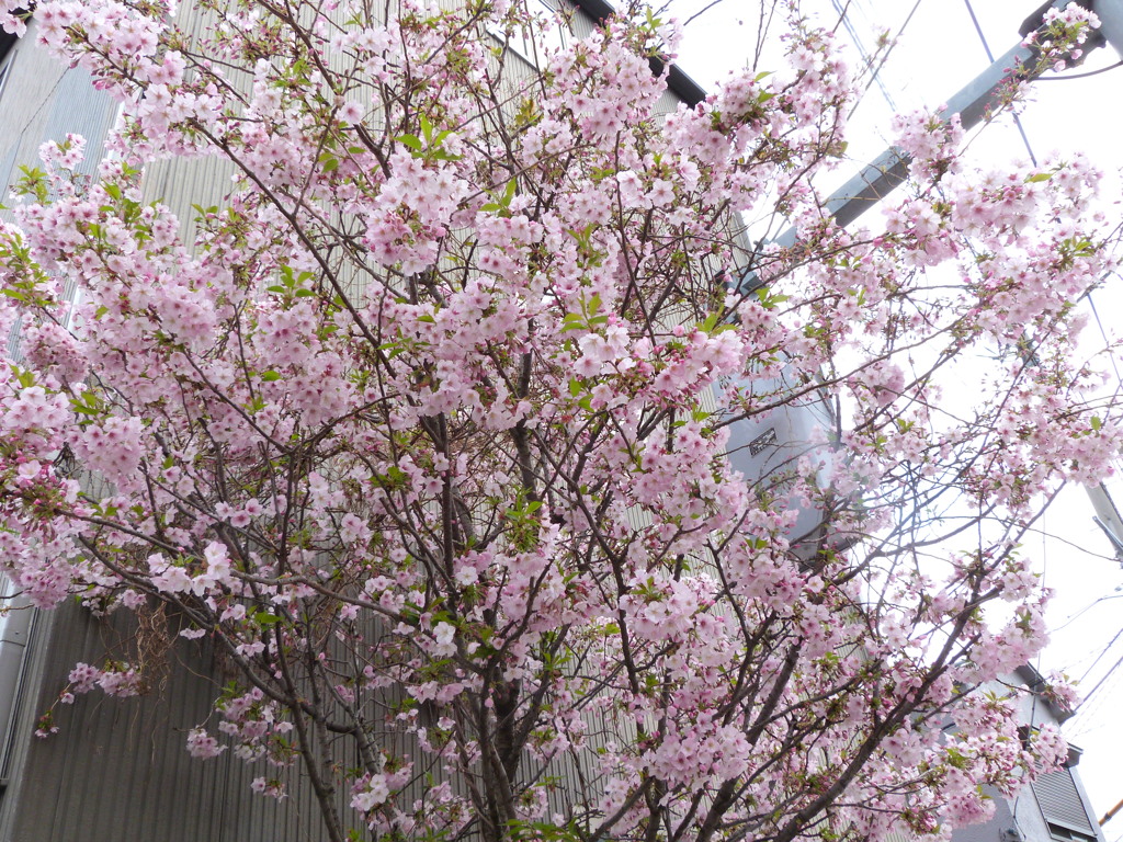 荒川線7丁目の近くの民家の千里香桜