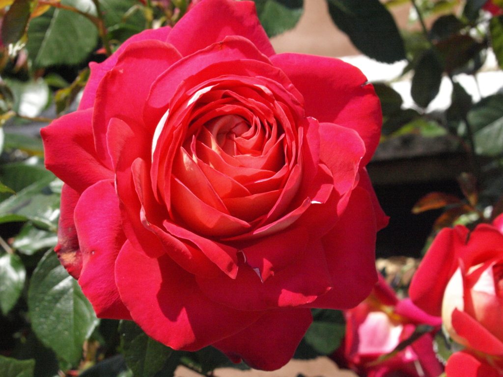 薔薇・希望