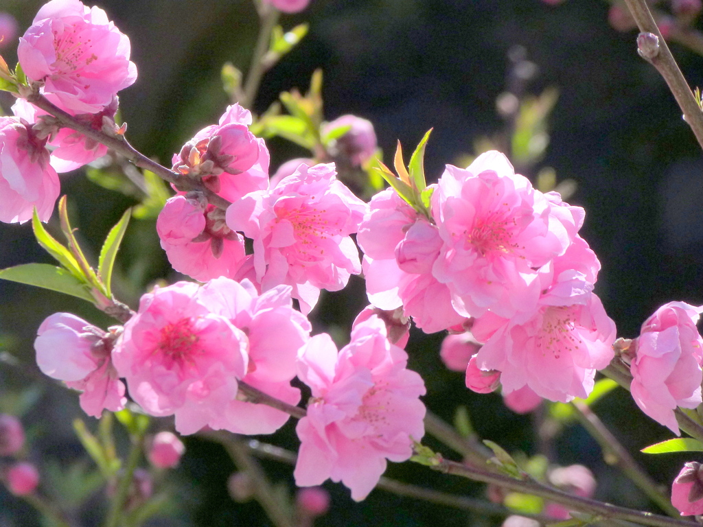 素戔嗚神社の花桃