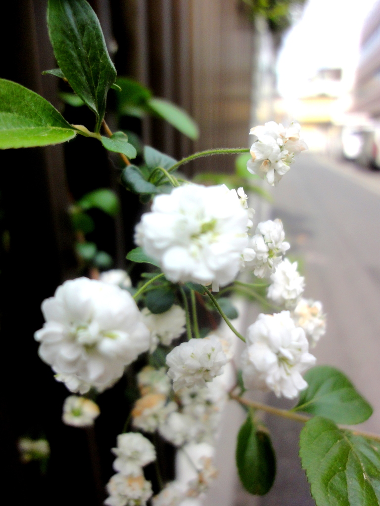 根津の路地裏のしじみばな