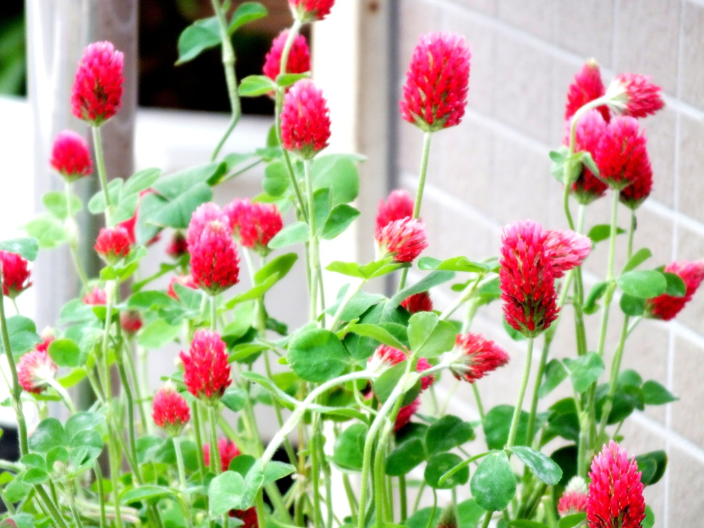 ストロベリーキャンドル