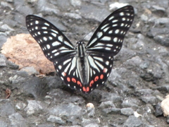 アカボシゴマダラ（台湾の蝶）