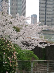 鉄砲洲隅田川テソメイヨシノラス