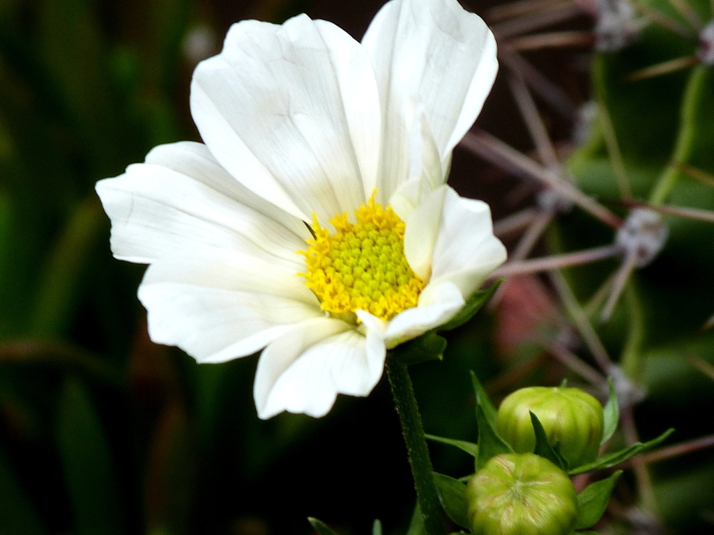 白い咲きそうな新鮮なコスモス