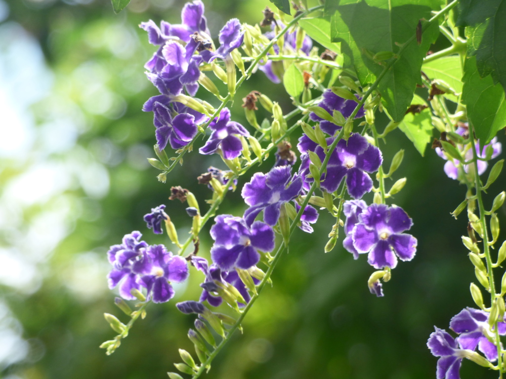 デュランタ・タカラツ゚カ