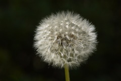 道端のタンポポ