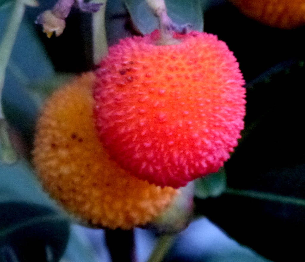 ライチ山桃に似ているイチゴの木の実