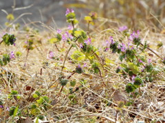尾竹橋脇の千住桜木ワンドの枯草の中の仏の座