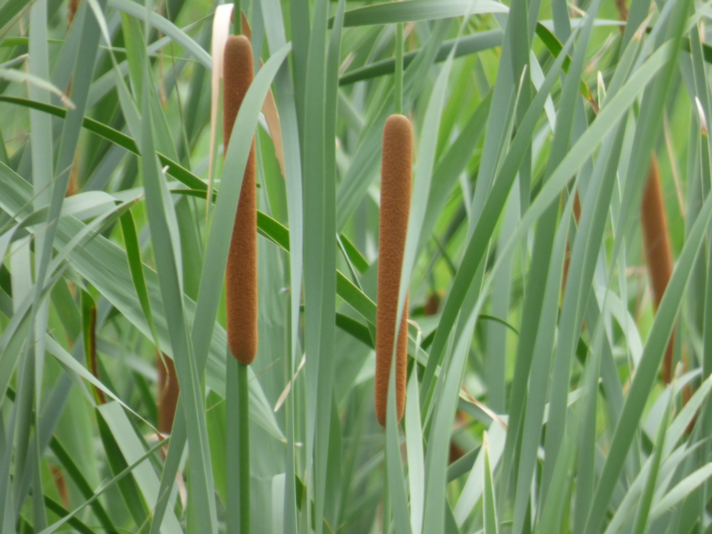 荒川河原のひめがま