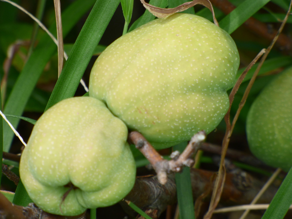 瓜、は瓜でも木瓜の実