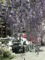 骨波田（こっぱた）の藤