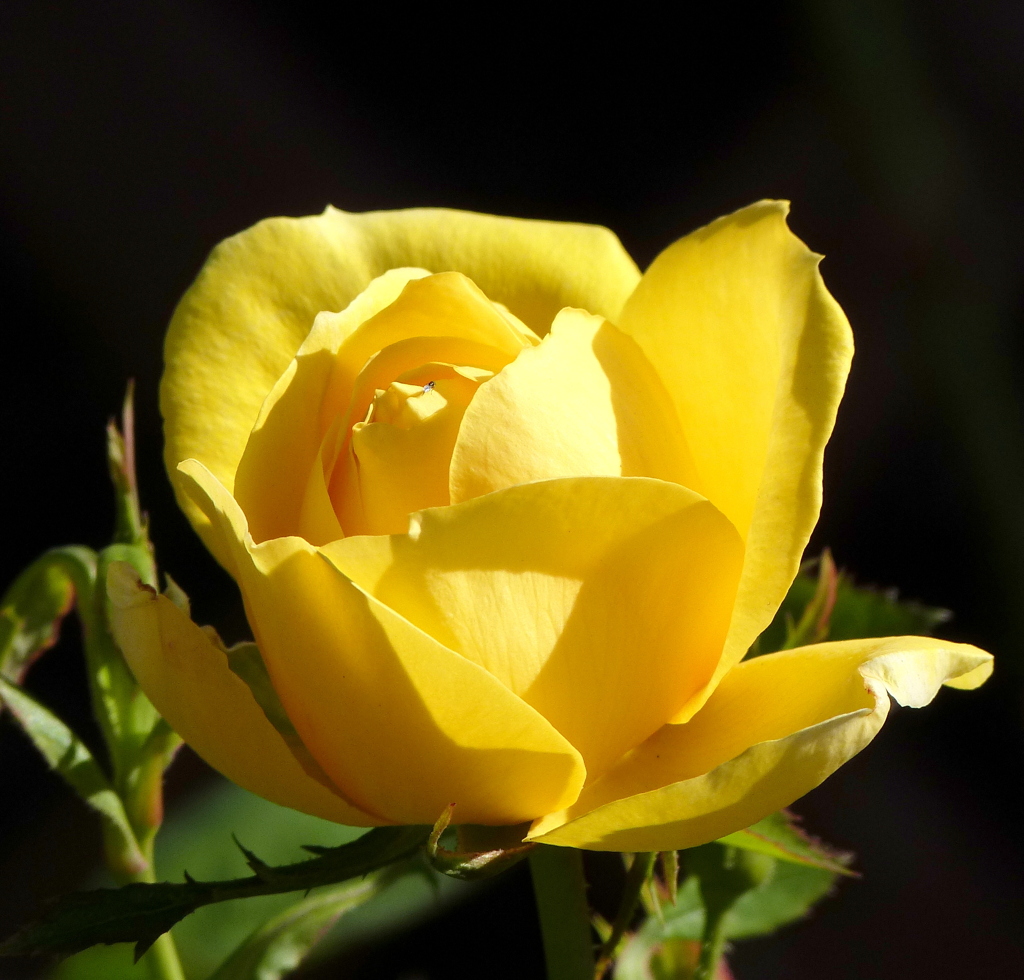 薔薇・かぐや姫