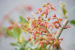 千住昭和通りの街路に植えられた紅葉の芽ぶき