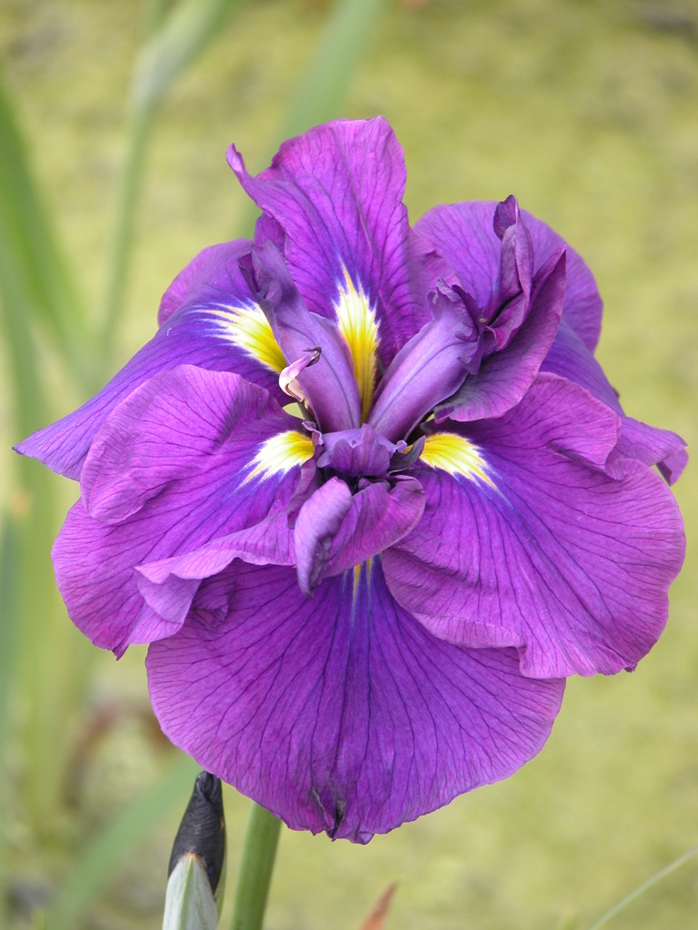 堀切菖蒲園の花菖蒲紫