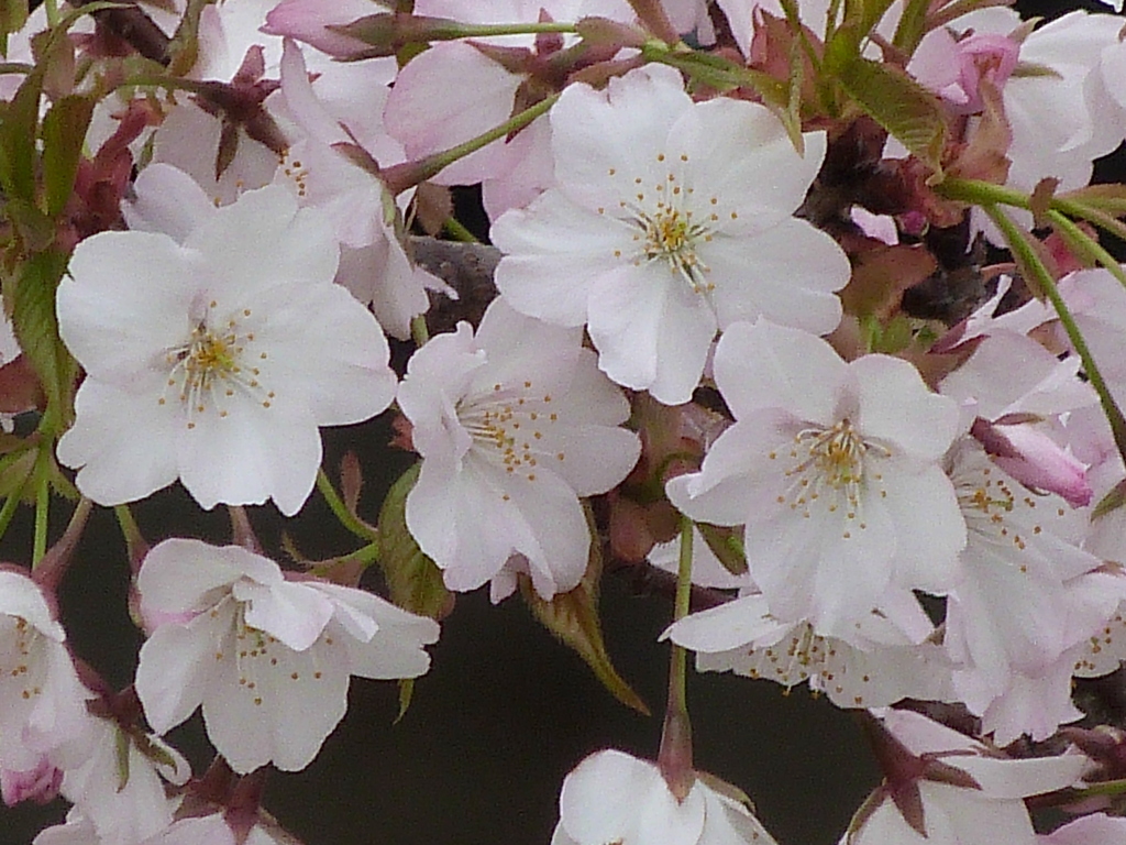 荒川堤五色桜の一重の桜の弁殿
