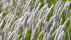 荒川堤のチガヤ