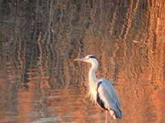 荒川水面の夕日のカヤの前のアオサギ1羽