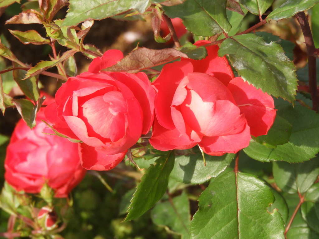 公園の薔薇・チェリーボニカ