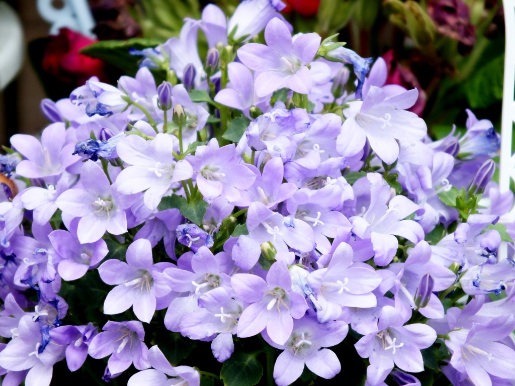 民家の前のアルペンブルー