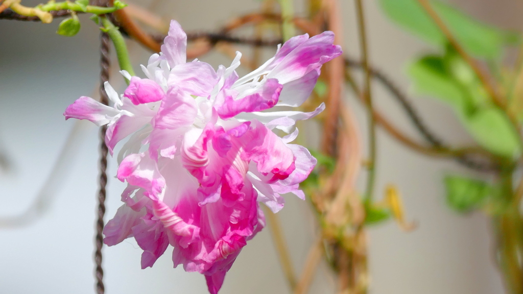 よく咲くへんかあさがお