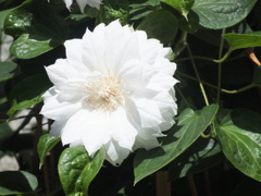 白い小型のクレマチス