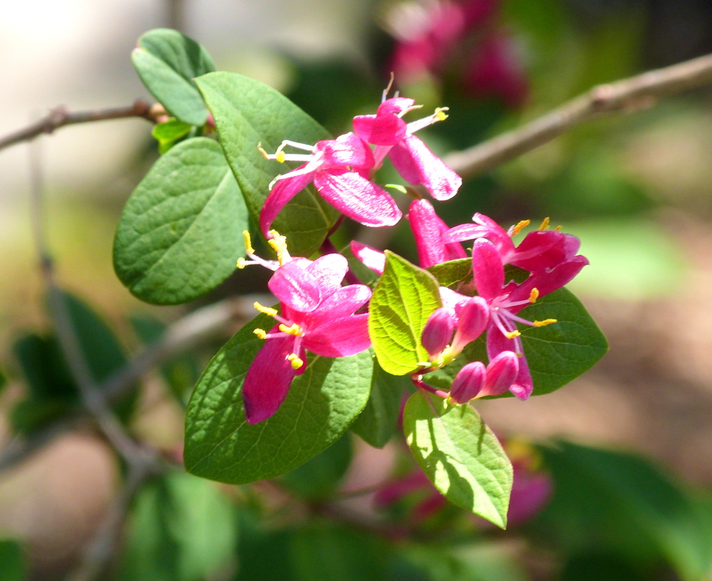 ヒョウタンボク赤花