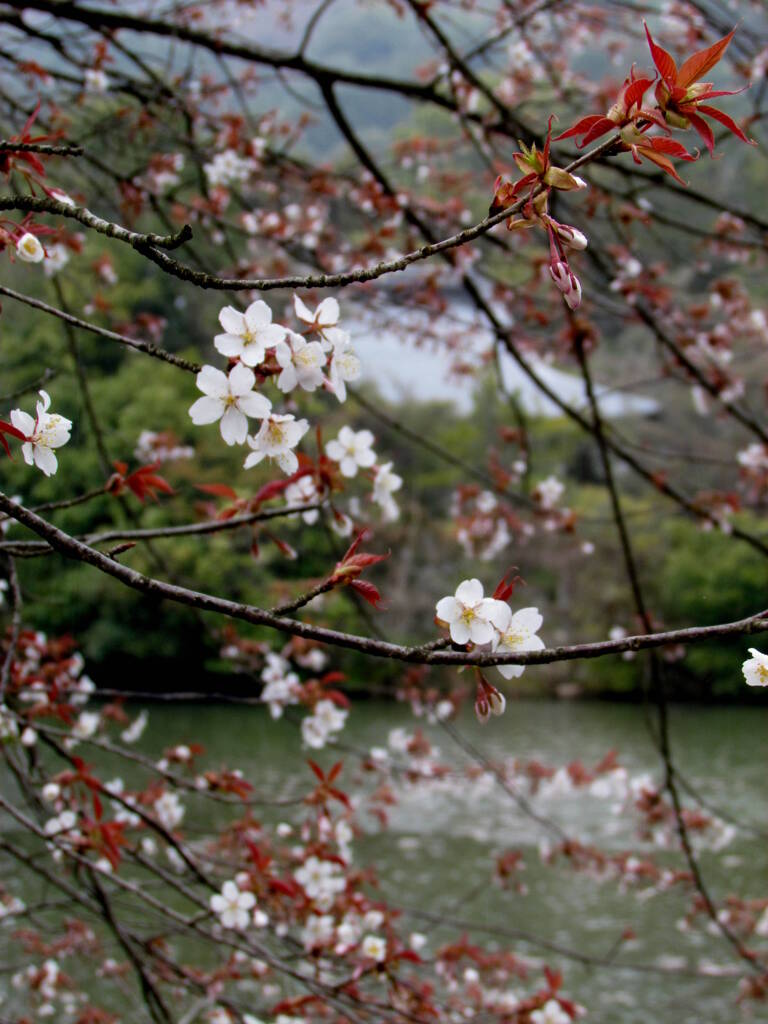 龍安寺の庭園の山桜