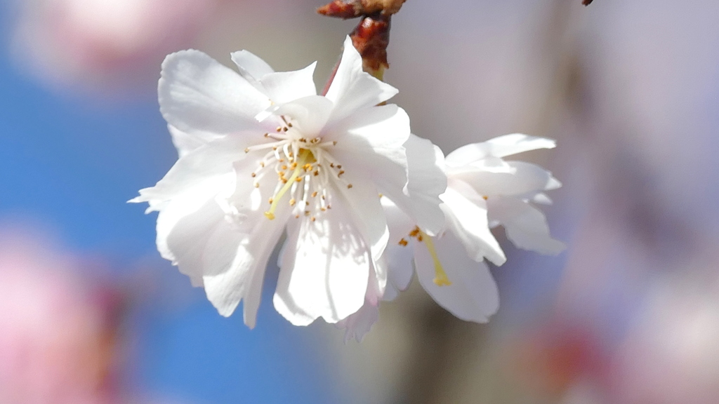’25大晦日の十月桜の蕊