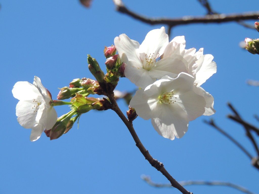 汐入の団地の中にタイハク桜