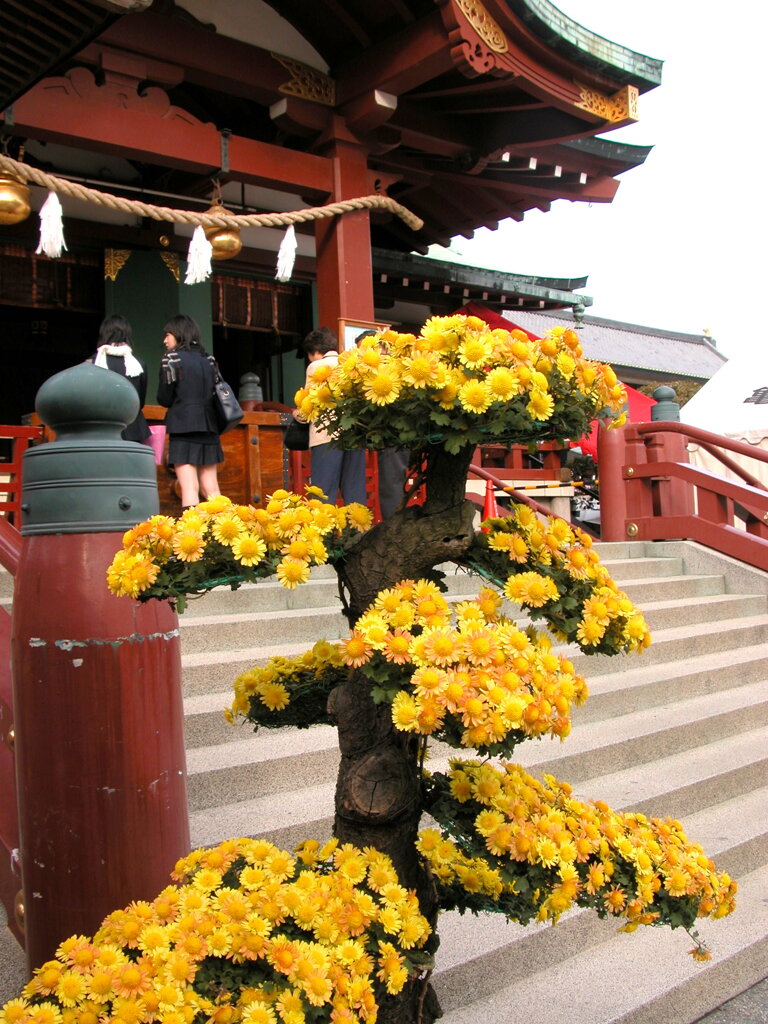 亀戸天神の菊まつり