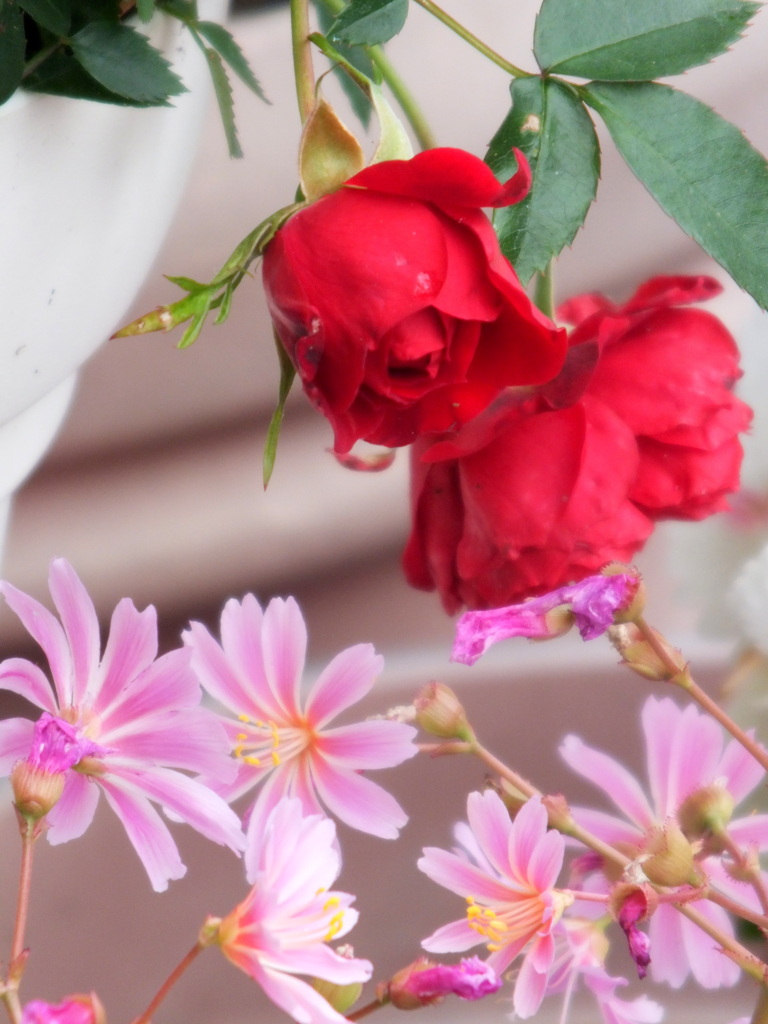 民家の前の赤薔薇とピンクのレウィシア