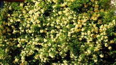 きいろいもっこうばら