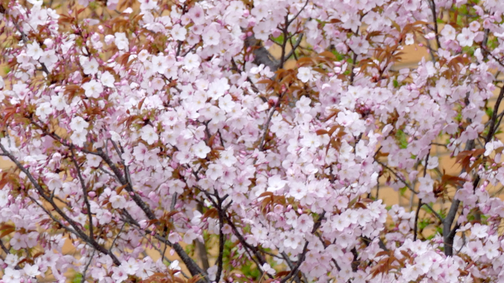 仙台屋桜